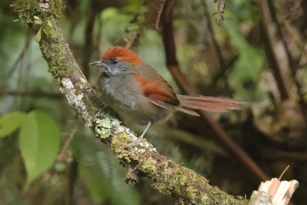 McConnell's Spinetail - ML611280289