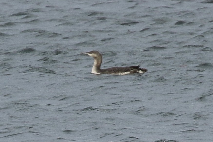 Red-throated Loon - ML611280365