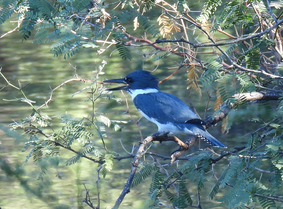 Belted Kingfisher - ML611280784