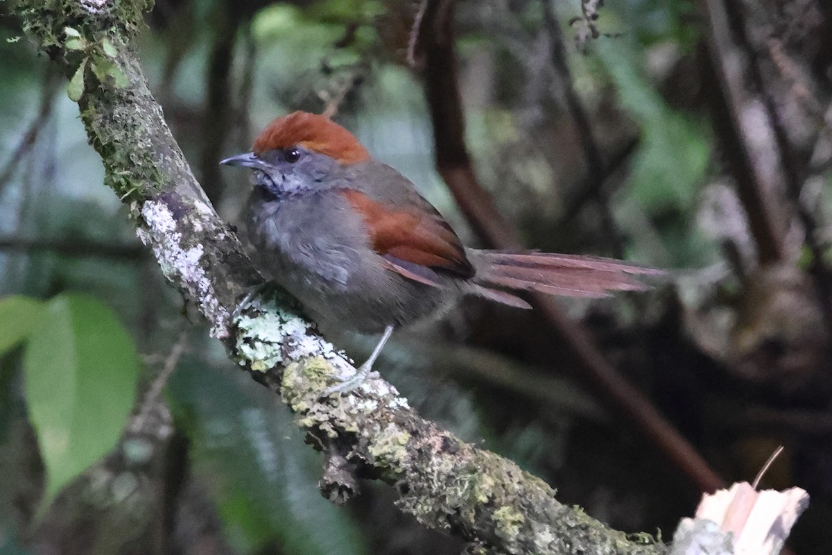 McConnell's Spinetail - Fabio Olmos