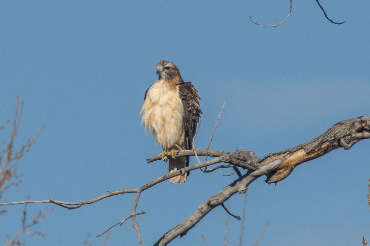 Red-tailed Hawk (fuertesi) - ML611281191