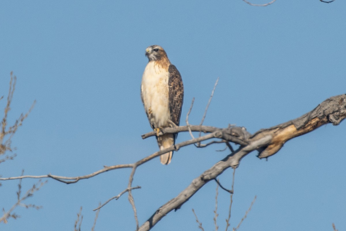 Red-tailed Hawk (fuertesi) - ML611281192