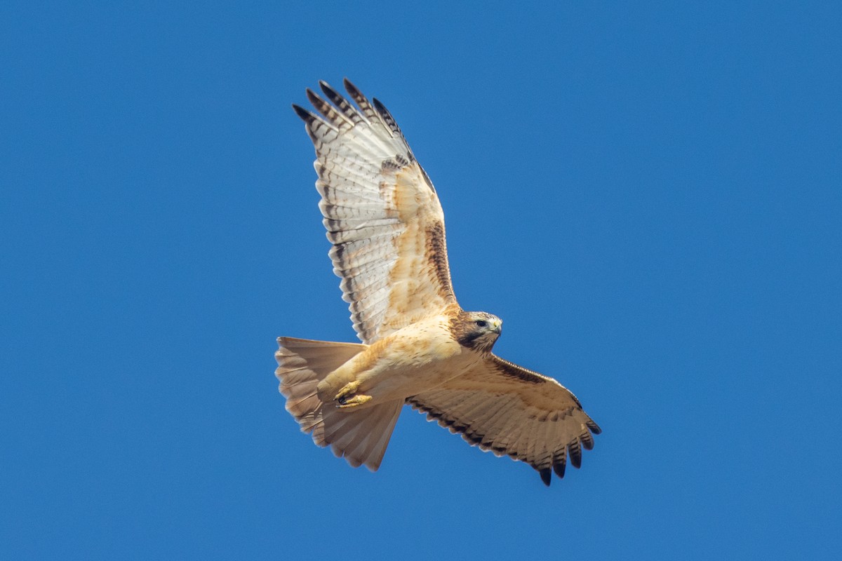 Red-tailed Hawk (fuertesi) - ML611281193