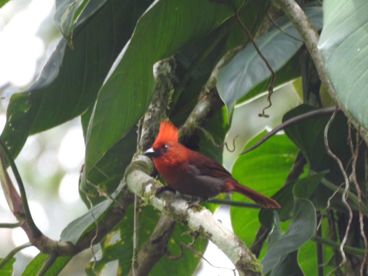 Crested Ant-Tanager - ML611281318