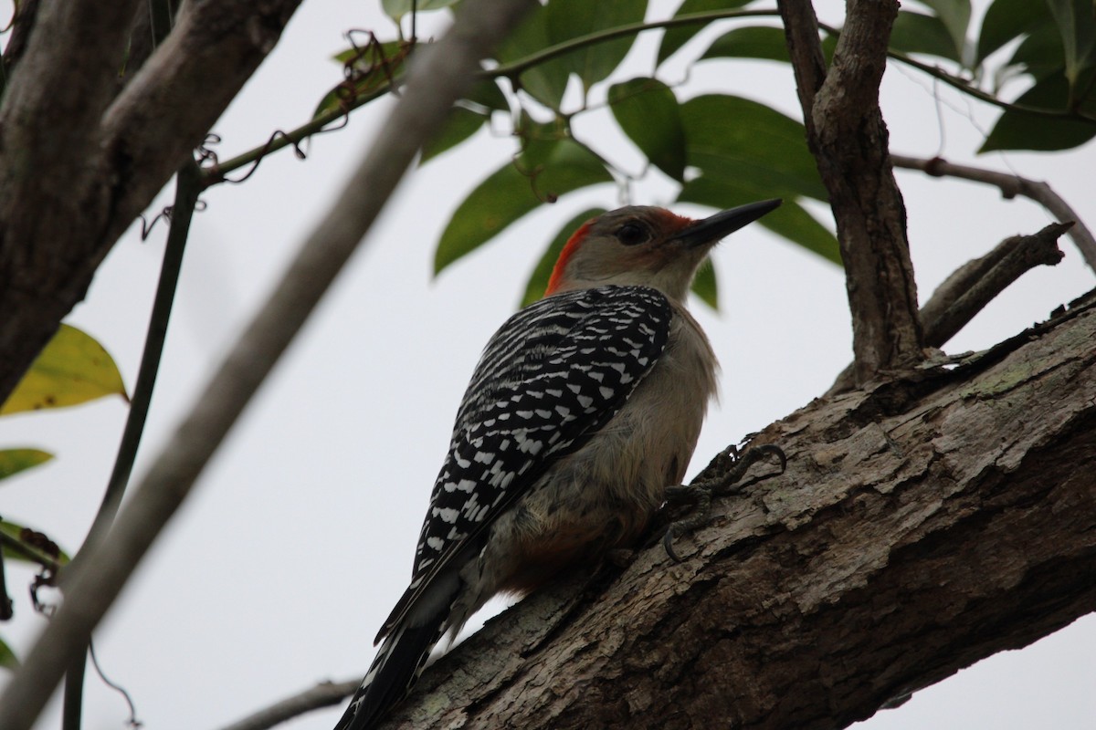 Red-bellied Woodpecker - ML611281519