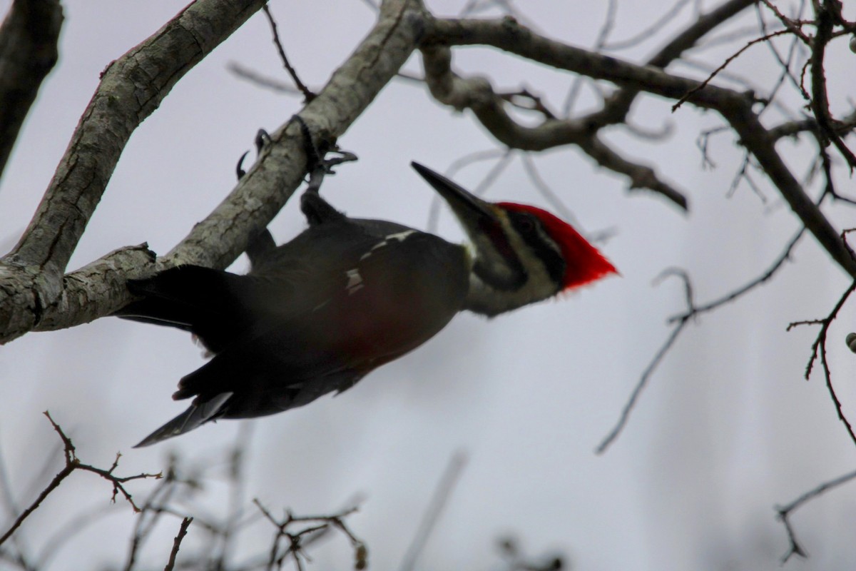 Pileated Woodpecker - ML611281541