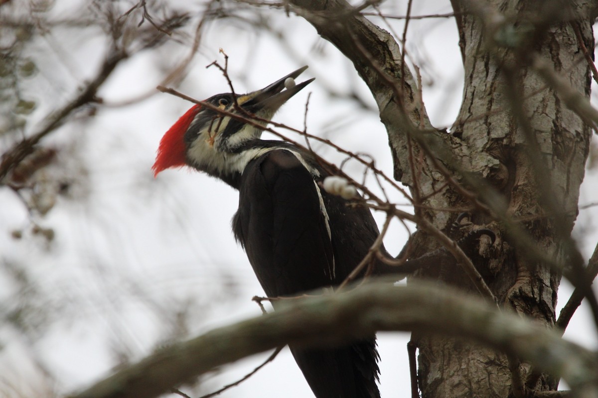 Pileated Woodpecker - ML611281543