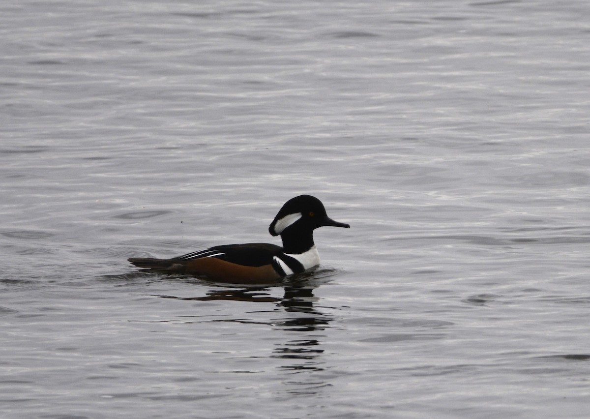 ebird-checklist-18-nov-2023-parc-maynard-ferguson-14-species