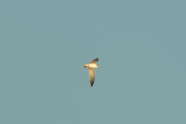 Франклинова чайка - ML611281944