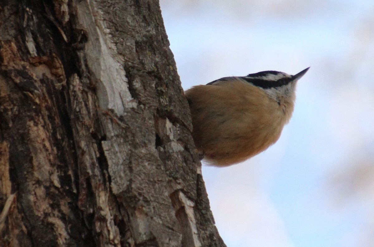 Red-breasted Nuthatch - ML611282082