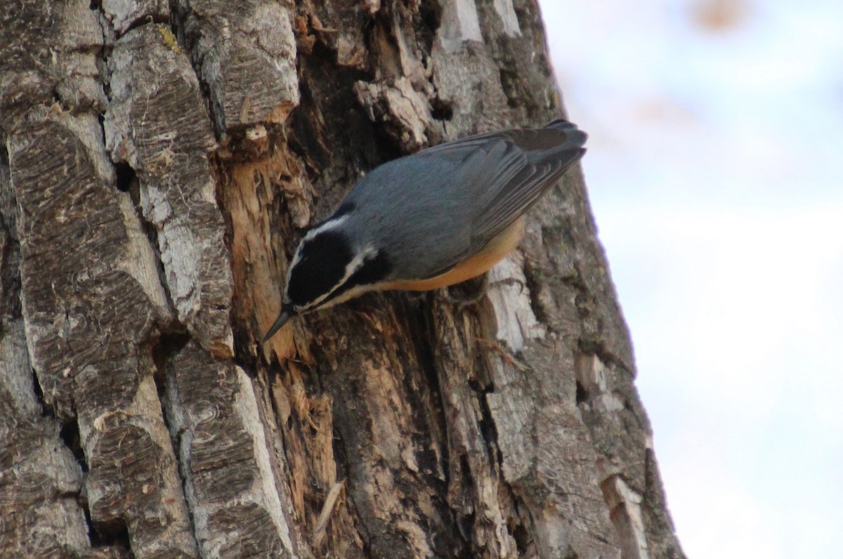 Red-breasted Nuthatch - ML611282091