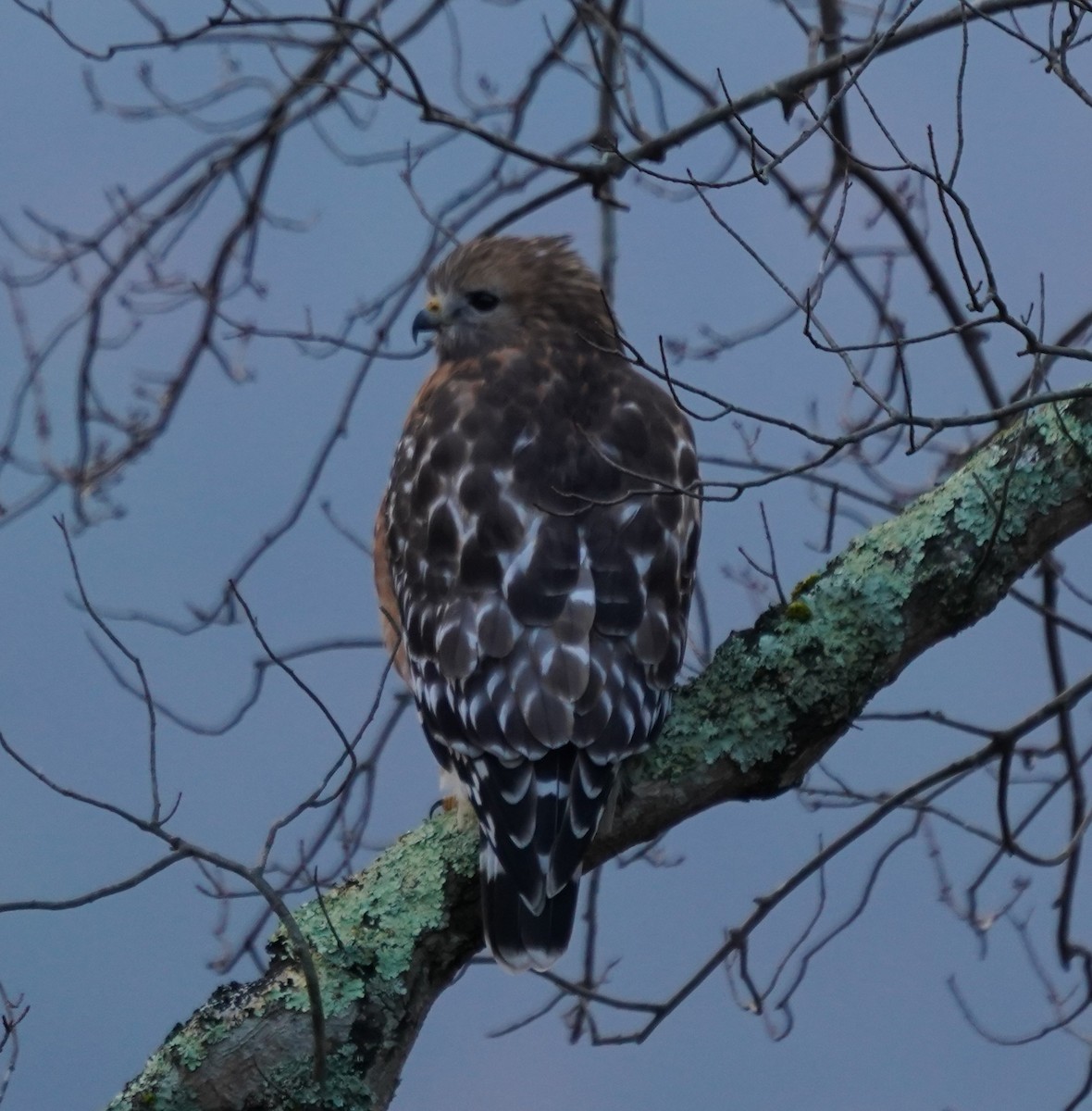 eBird Checklist 18 Nov 2023 Great Smoky Mountains NPCades Cove