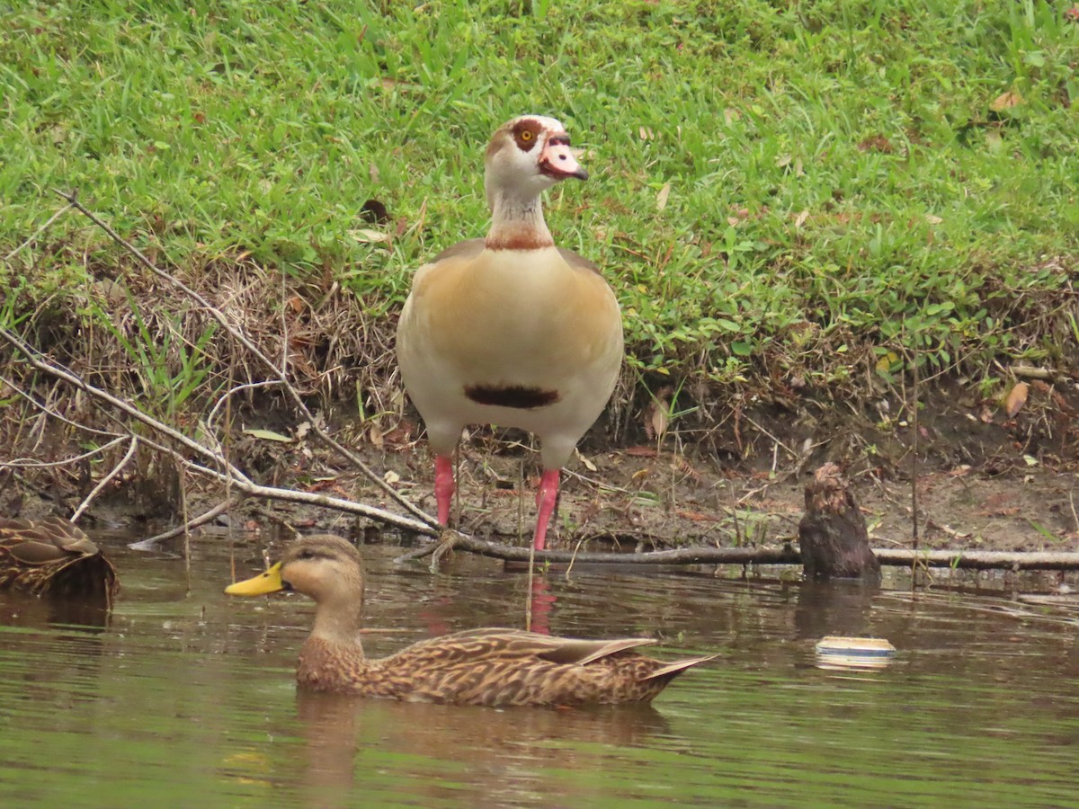 EBird Checklist 18 Nov 2023 Botanica Jupiter 13 Species