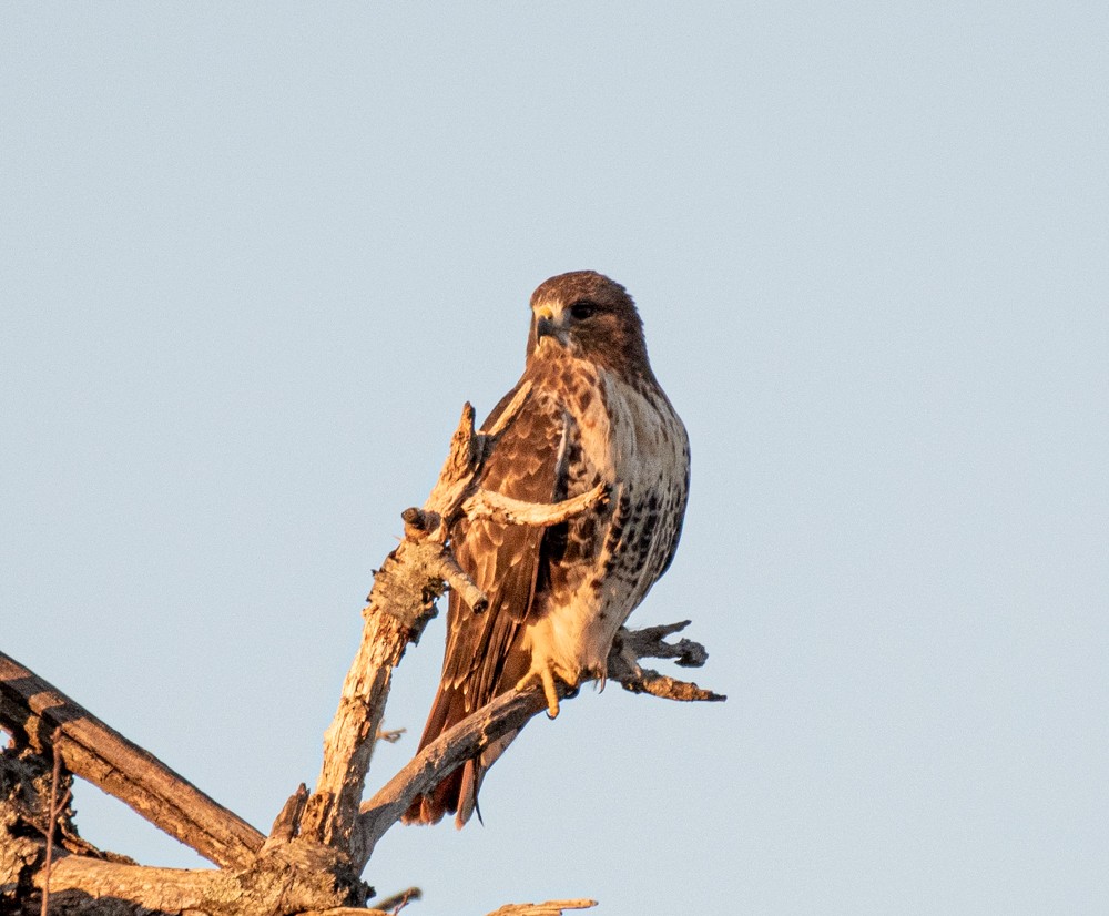 Red-tailed Hawk - ML611282173