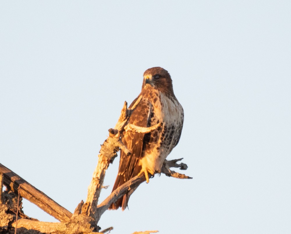 Red-tailed Hawk - ML611282174