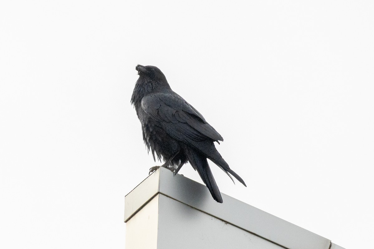 Common Raven - ML611282262
