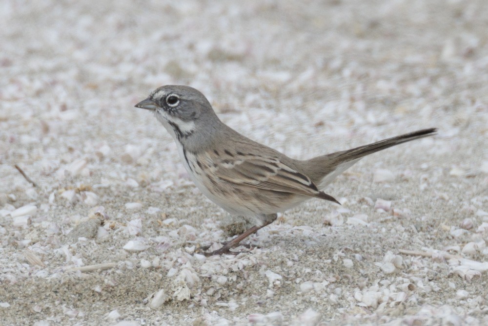 Sagebrush/Bell's Sparrow (Sage Sparrow) - ML611282384