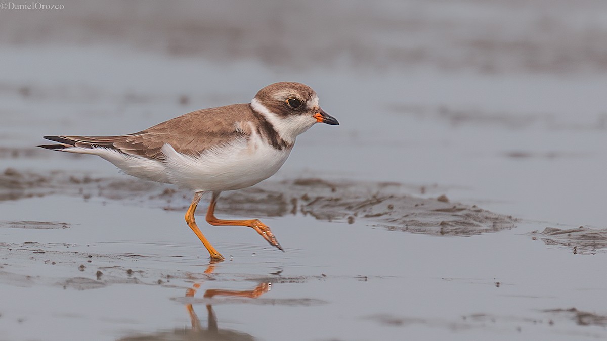 Semipalmated Plover - ML611282442