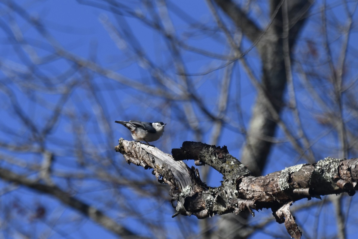 White-breasted Nuthatch - ML611282489
