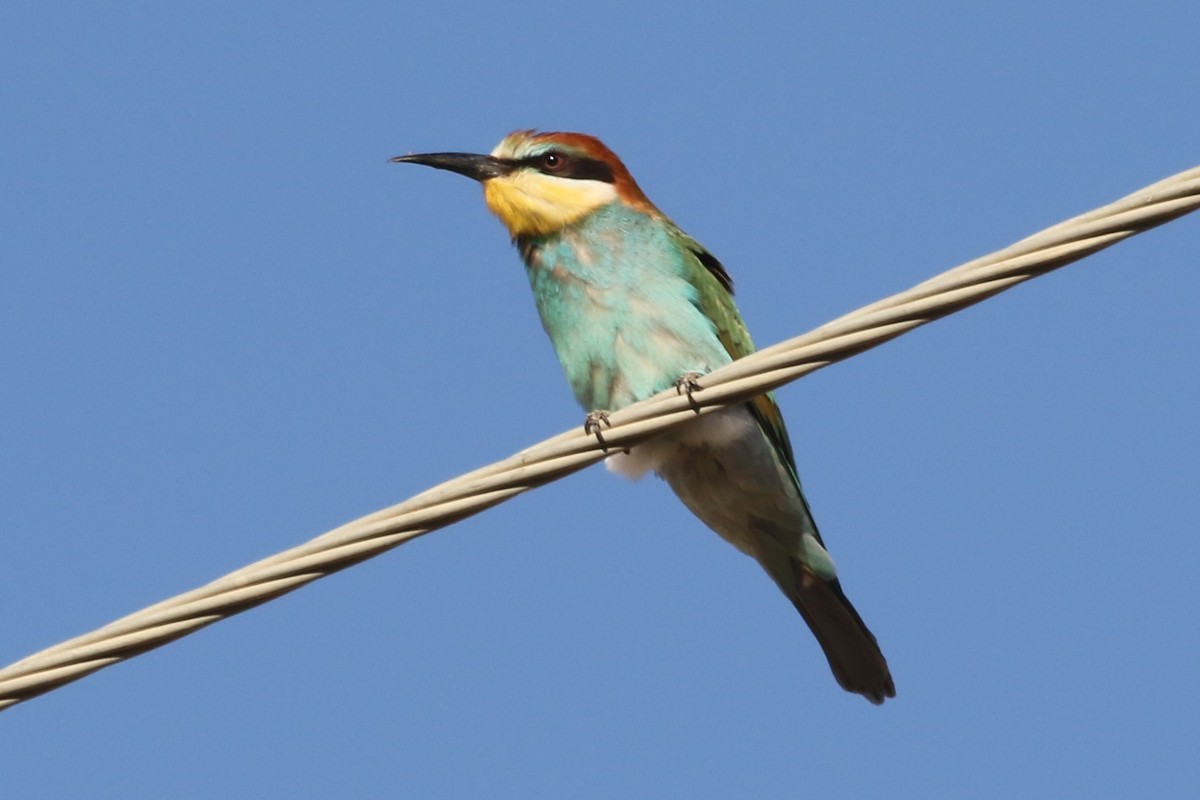 European Bee-eater - ML611283038