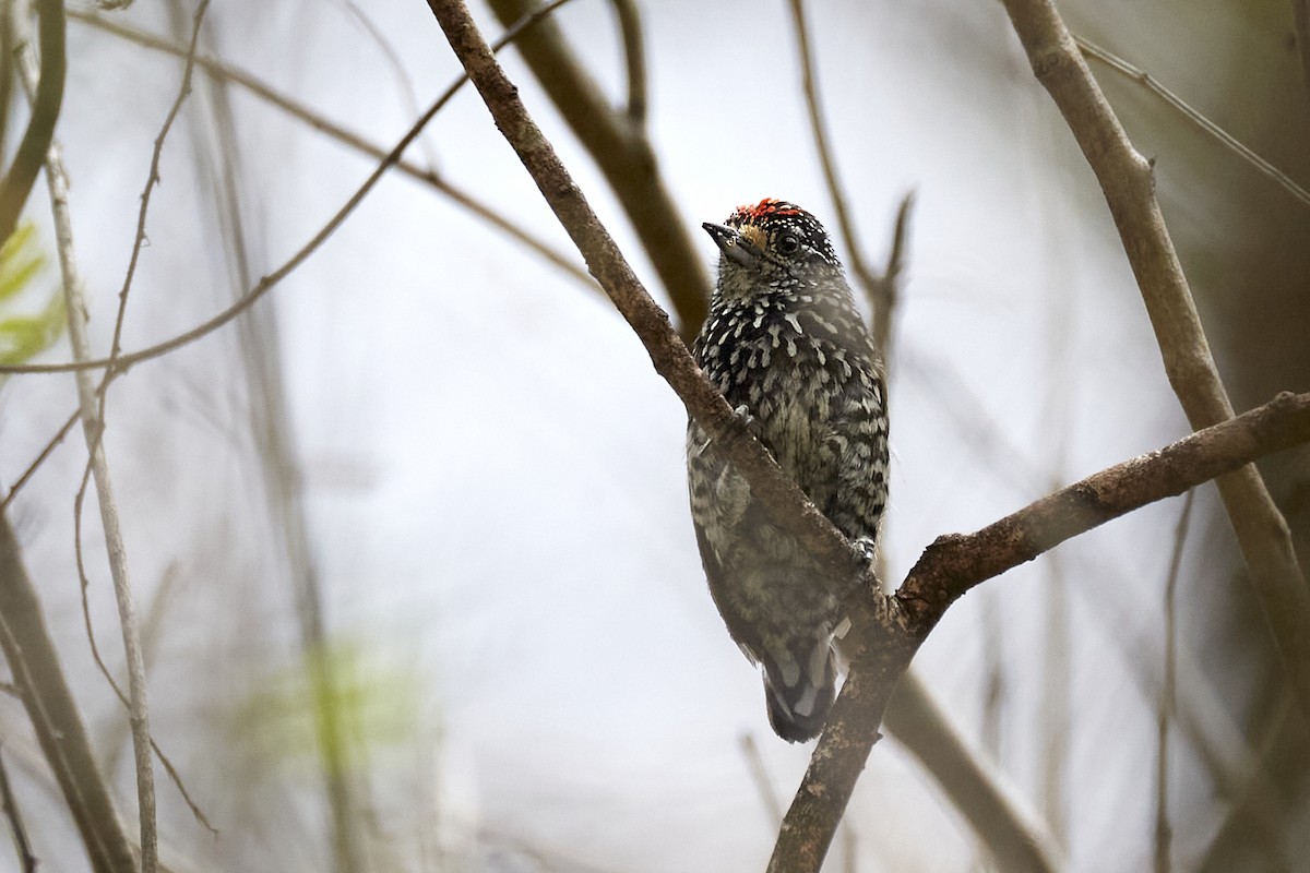 Speckle-chested Piculet - ML611283552