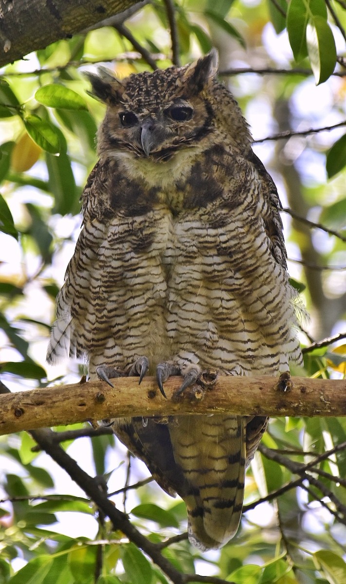 Great Horned Owl - ML611283695