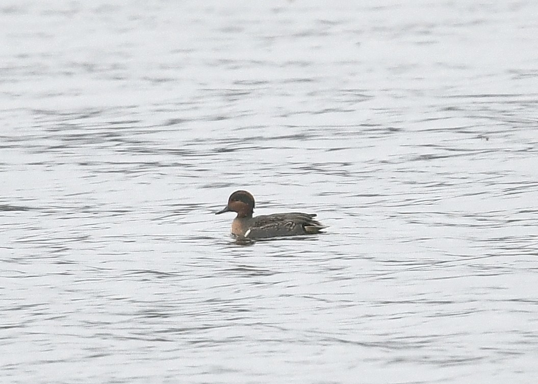 ebird-checklist-18-nov-2023-peggy-s-point-park-30-species