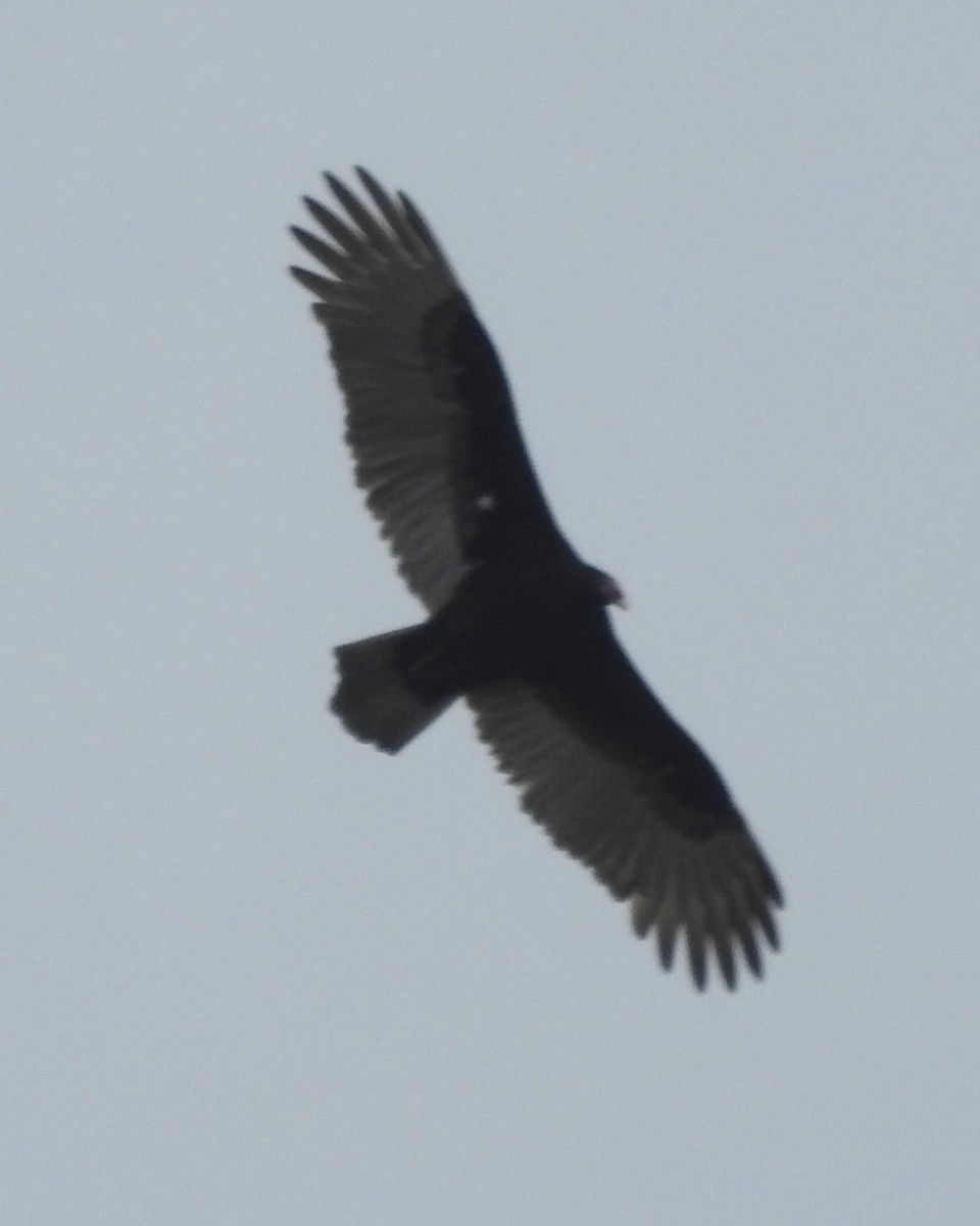 Turkey Vulture - ML611284007