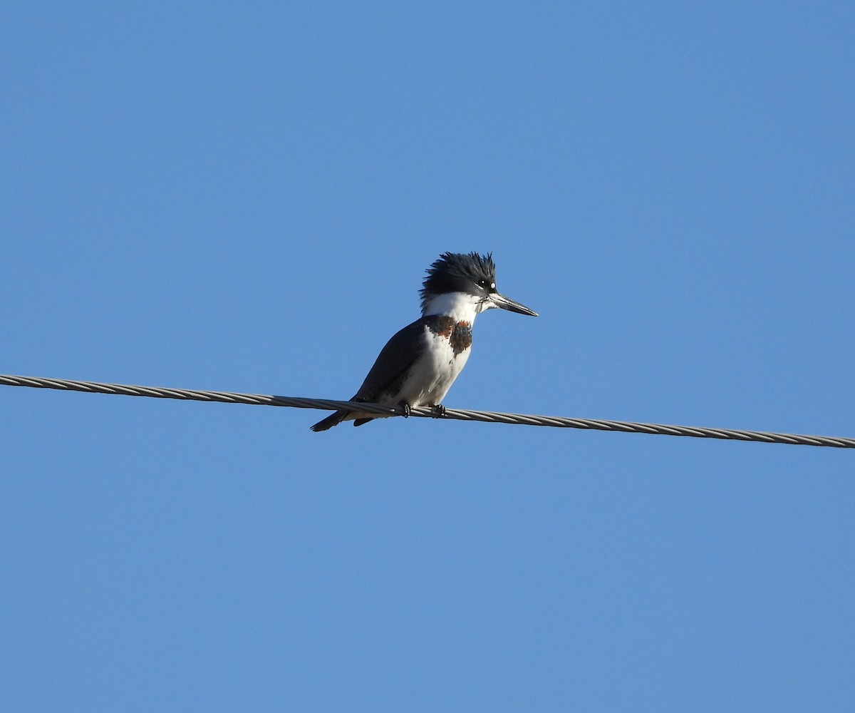 Belted Kingfisher - ML611284219