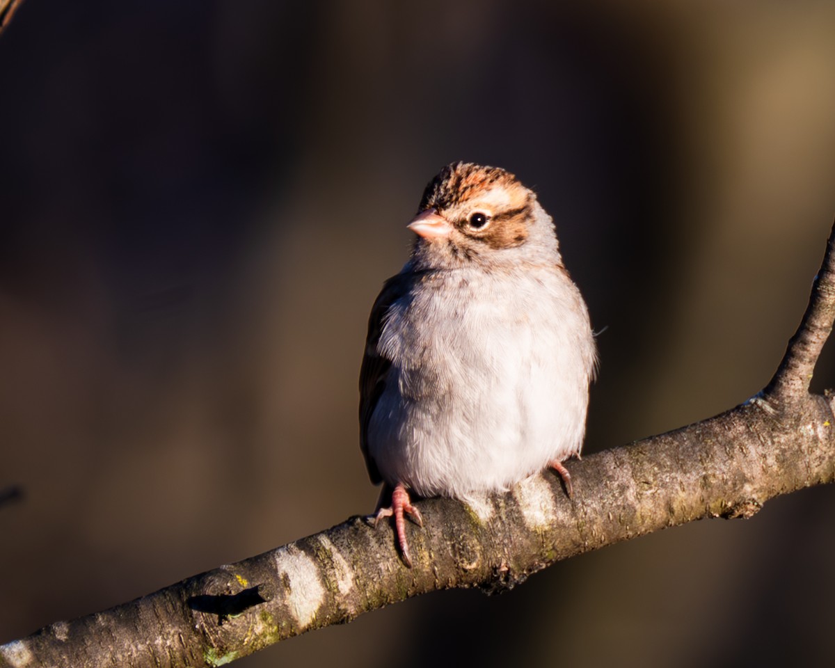 Chipping Sparrow - ML611284347
