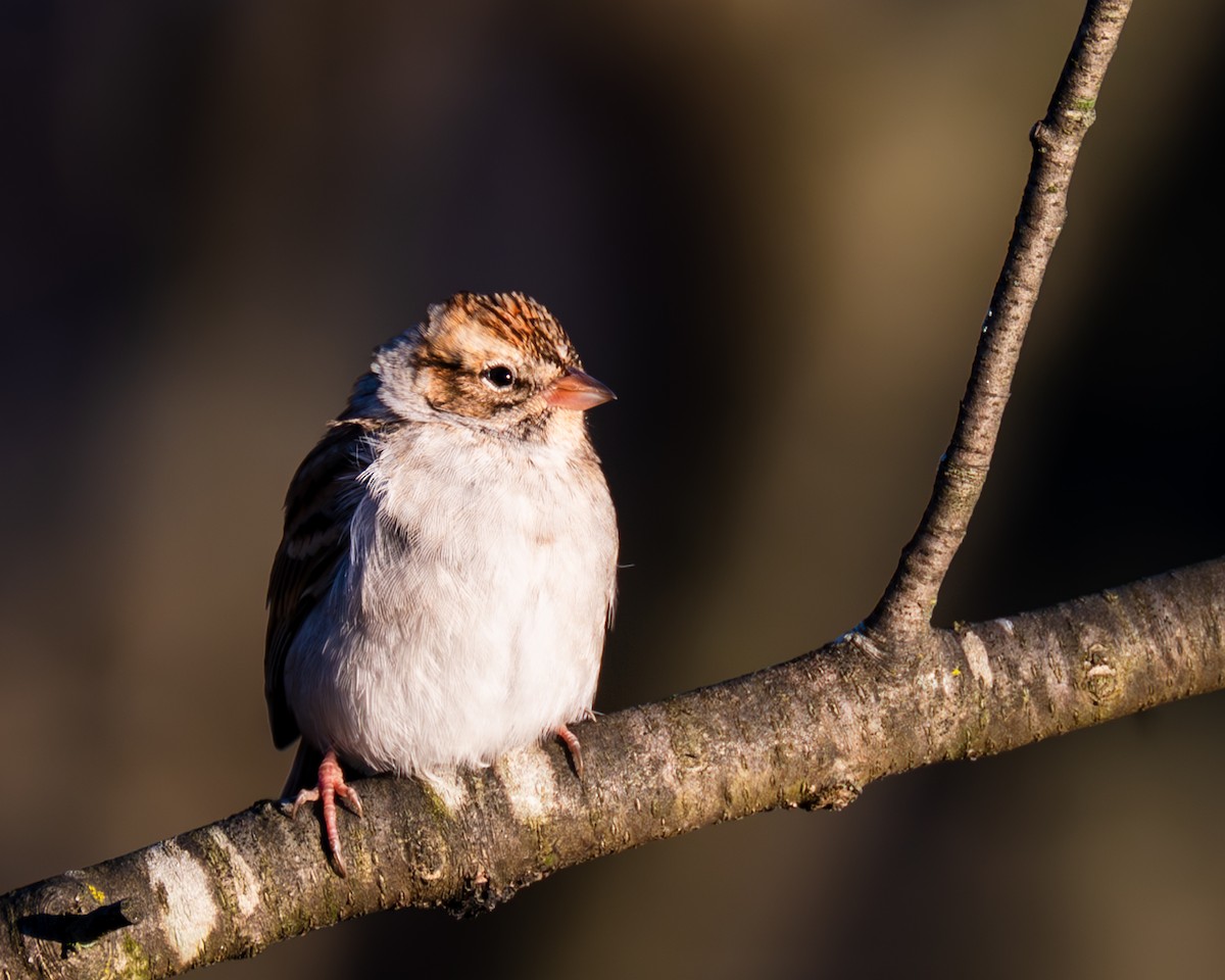 Chipping Sparrow - ML611284348