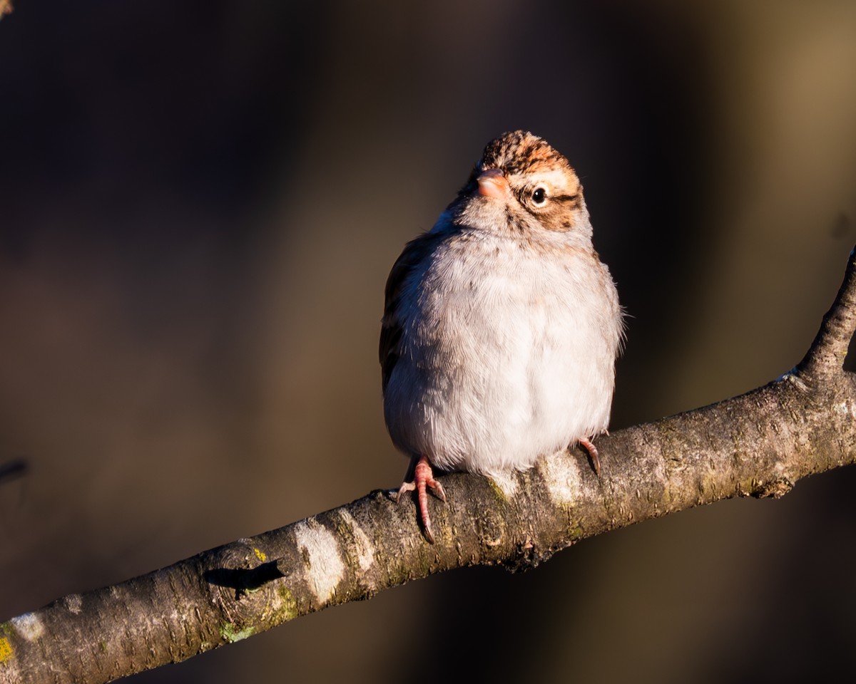 Chipping Sparrow - ML611284349