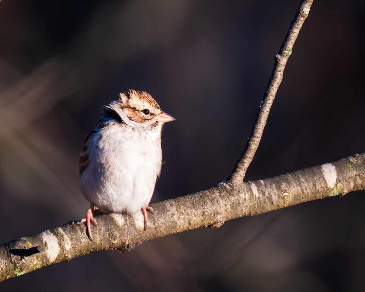 Chipping Sparrow - ML611284350