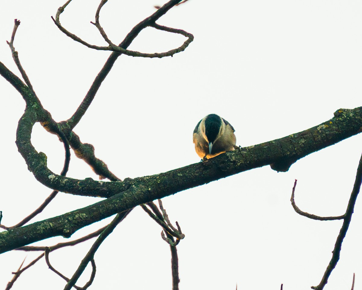 White-breasted Nuthatch - ML611284454