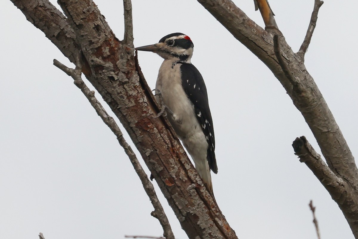 Hairy Woodpecker - ML611284466