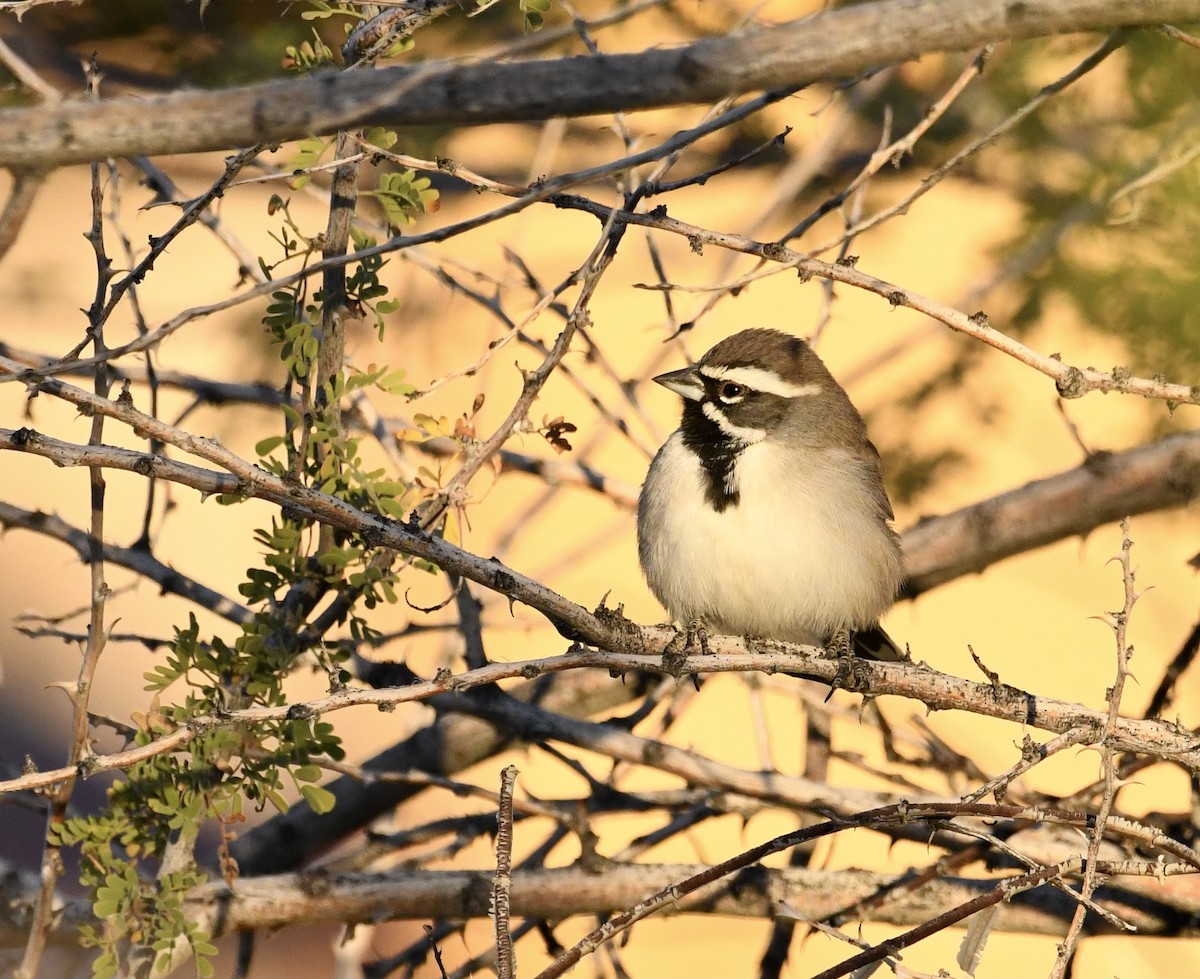Black-throated Sparrow - ML611285059