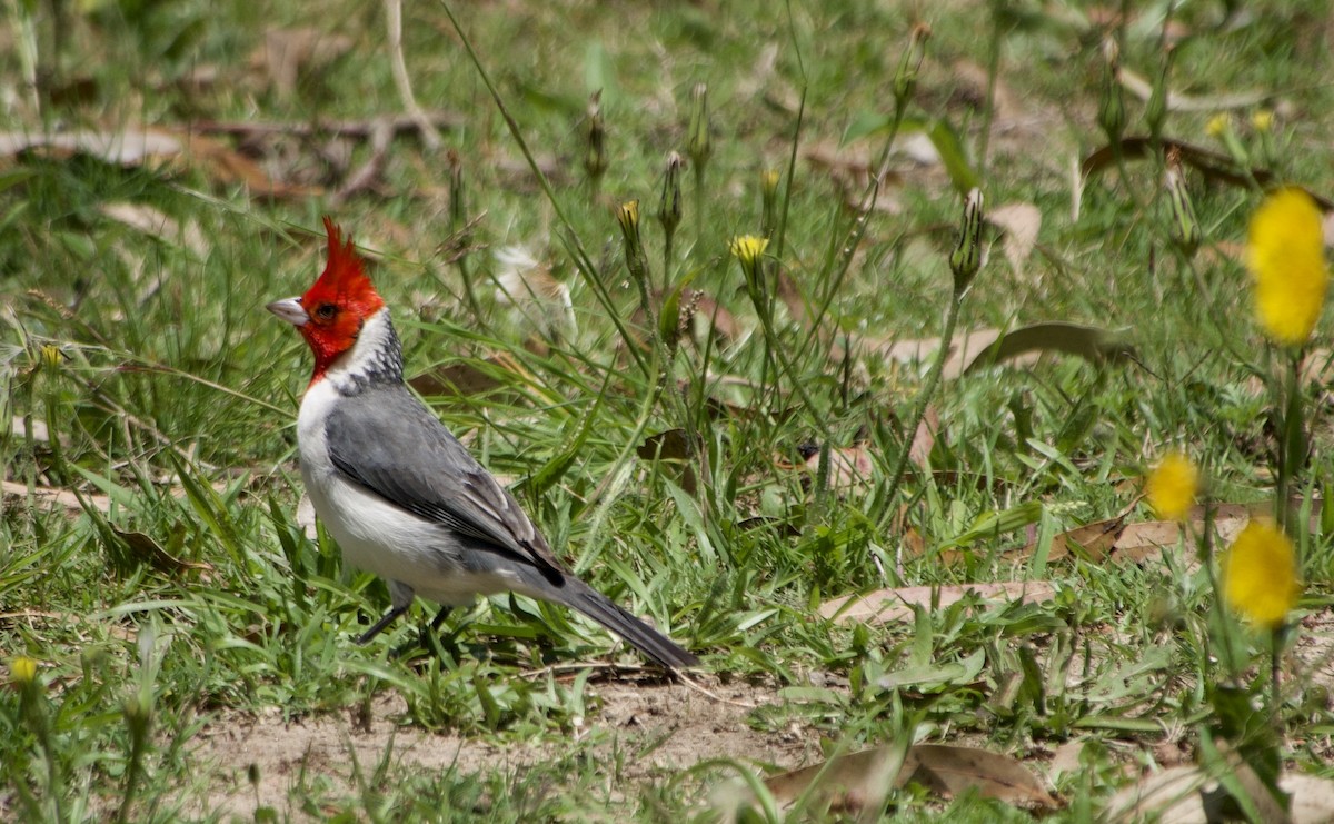 Red-crested Cardinal - ML611285067