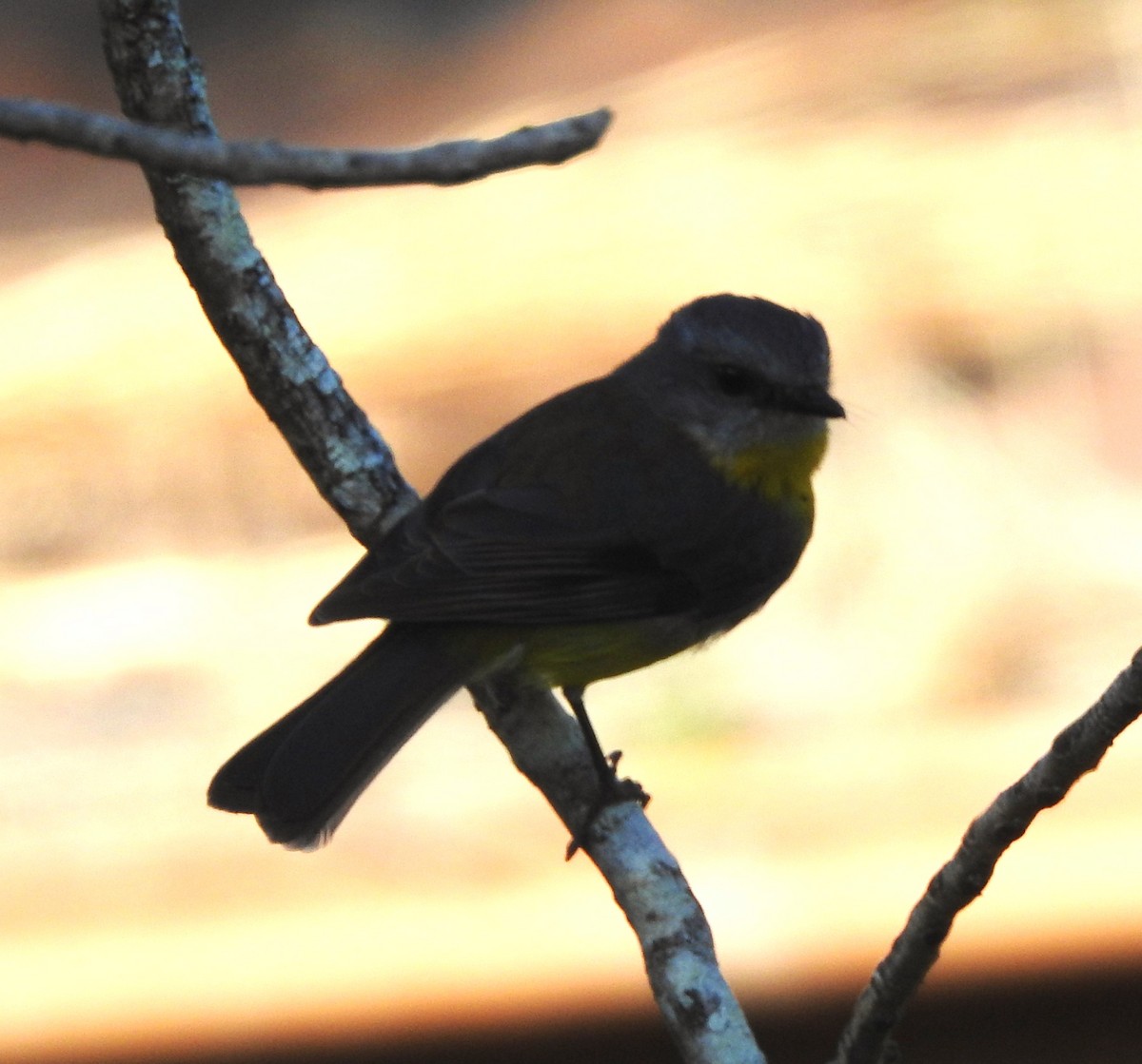 Eastern Yellow Robin - Chris Storrie