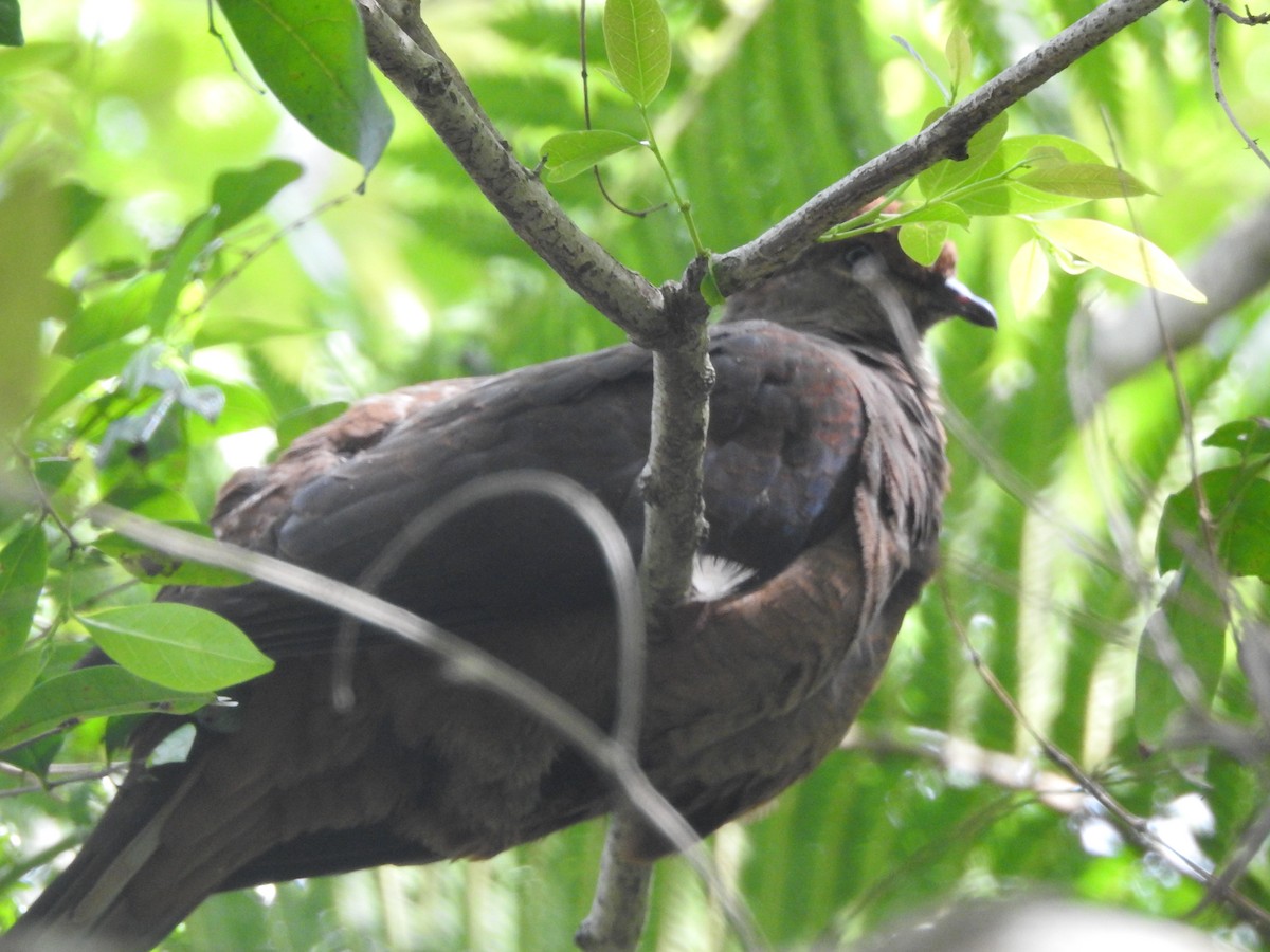 Brown Cuckoo-Dove - ML611285343
