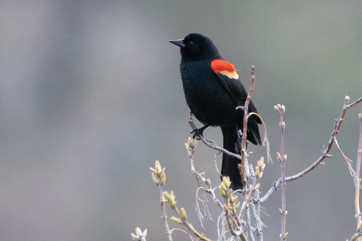 Red-winged Blackbird - ML611285351