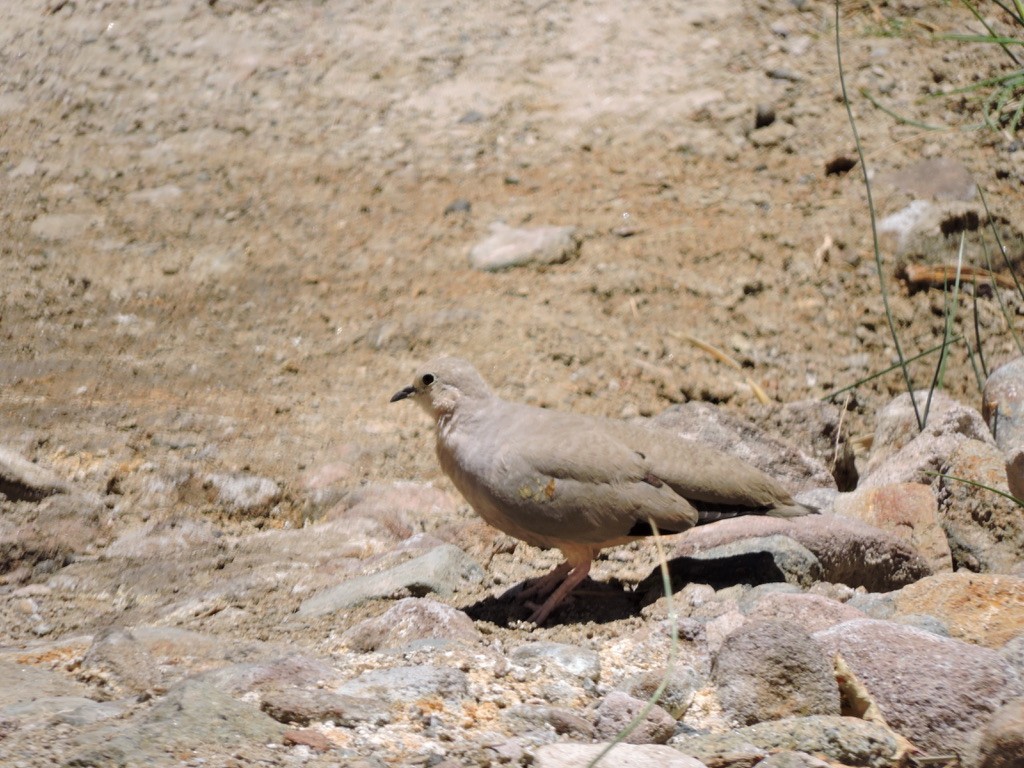 Golden-spotted Ground Dove - ML611285419