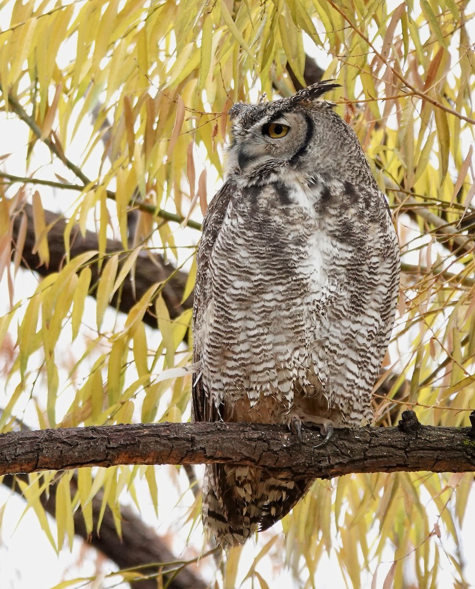 Great Horned Owl - ML611285569