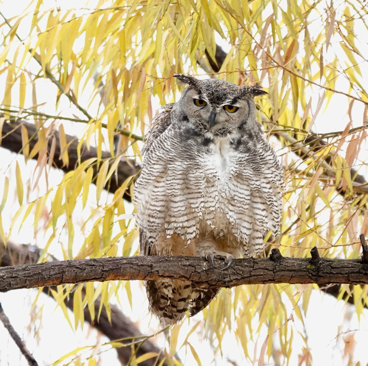 Great Horned Owl - Julie Schneider