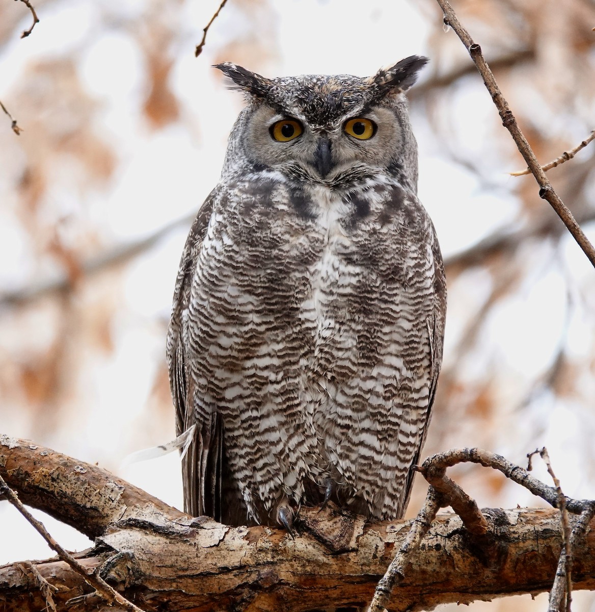 Great Horned Owl - ML611285586