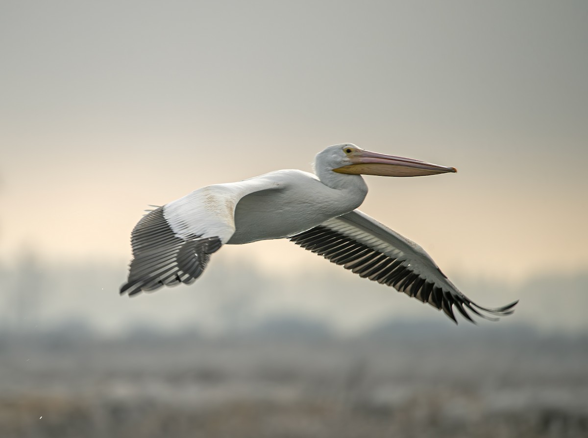 American White Pelican - Alex Kearney