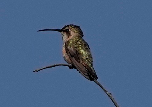 Beautiful Hummingbird - ML611285919