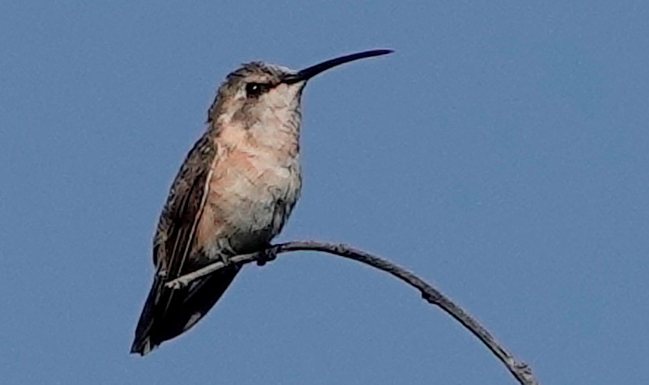 Beautiful Hummingbird - ML611285920