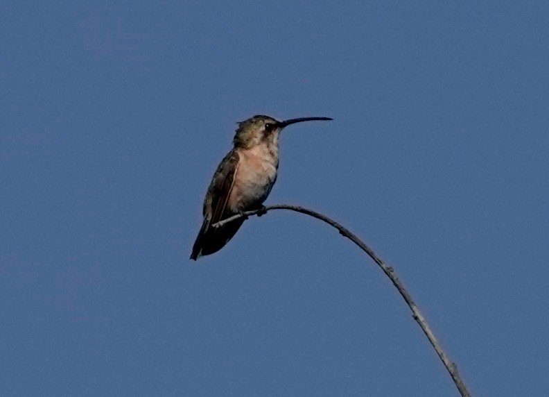 Beautiful Hummingbird - ML611285921