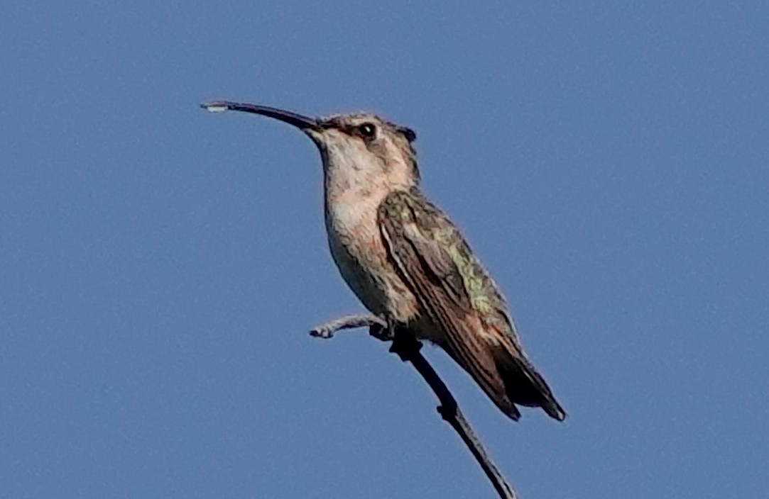 Beautiful Hummingbird - ML611285922