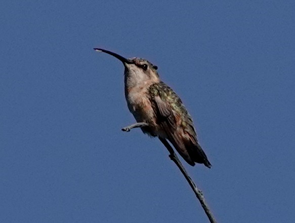 Beautiful Hummingbird - ML611285923